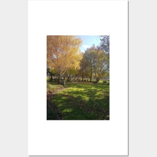 Golden Birch - Magpie Springs - Adelaide Hills - Fleurieu Peninsula - Australia Posters and Art